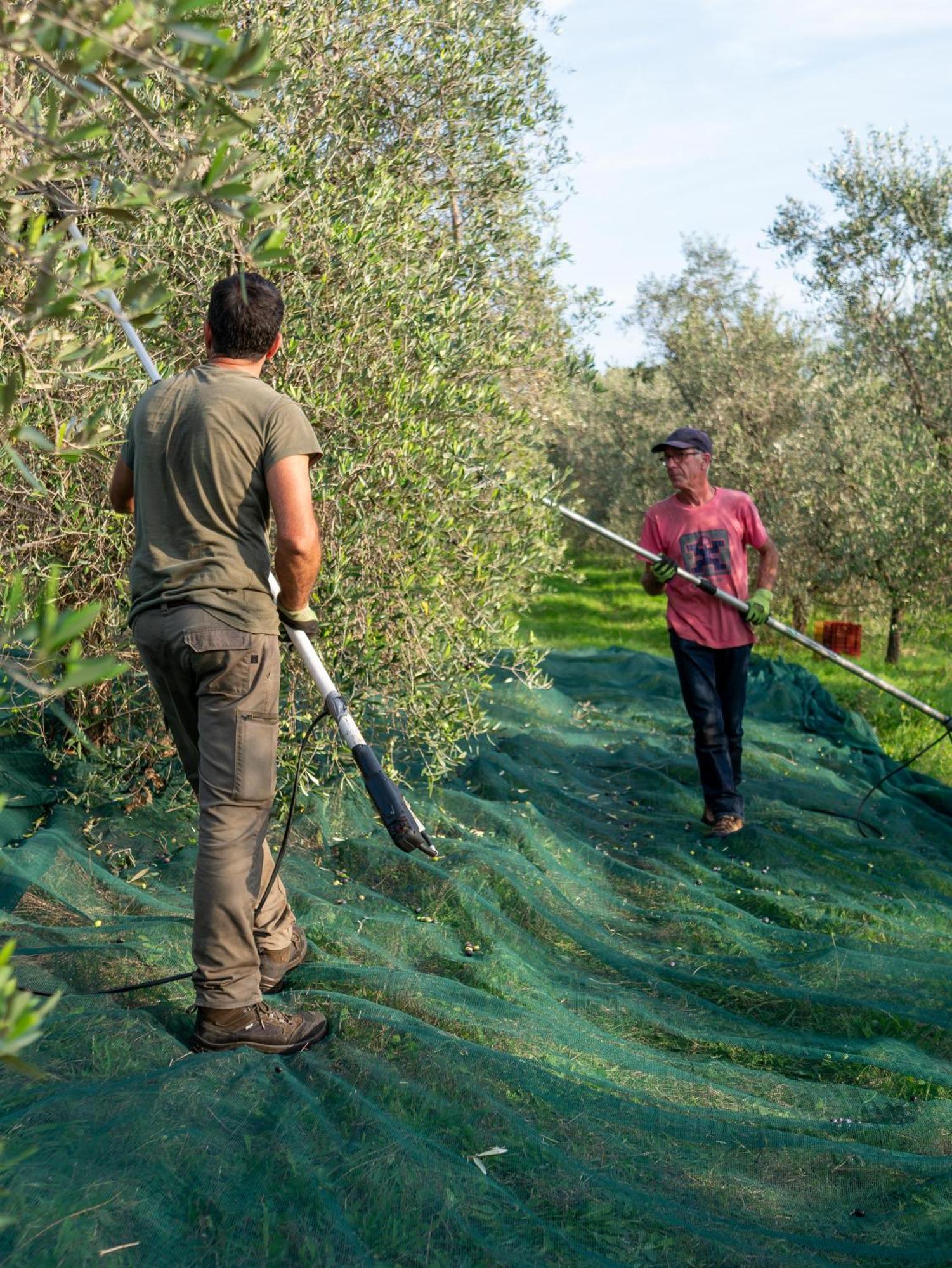 Podere Le Mezzelune Bibbona Kültér fotó